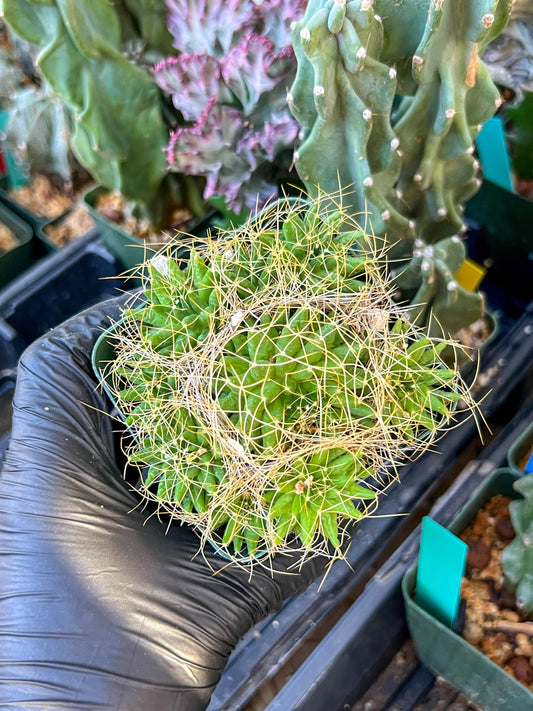 Mammillaria camptotricha var. (C2) (Y6) | 3.5Pot