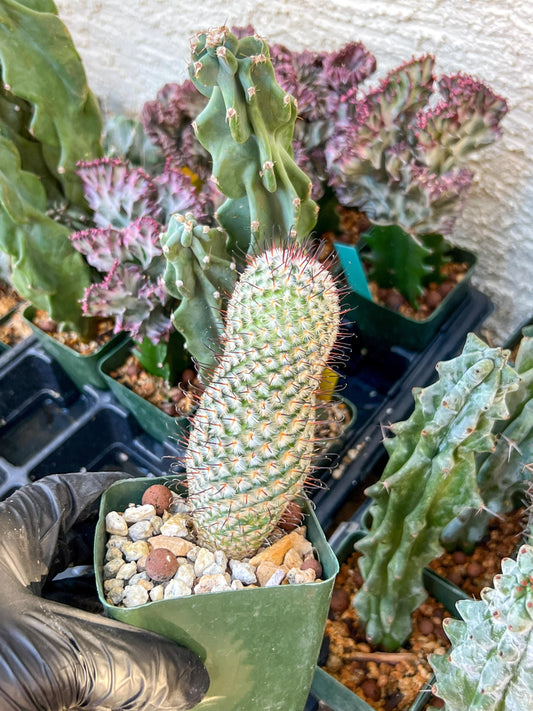 Mammillaria perez De la rosae (C2) (Y5) | 3.5Pot