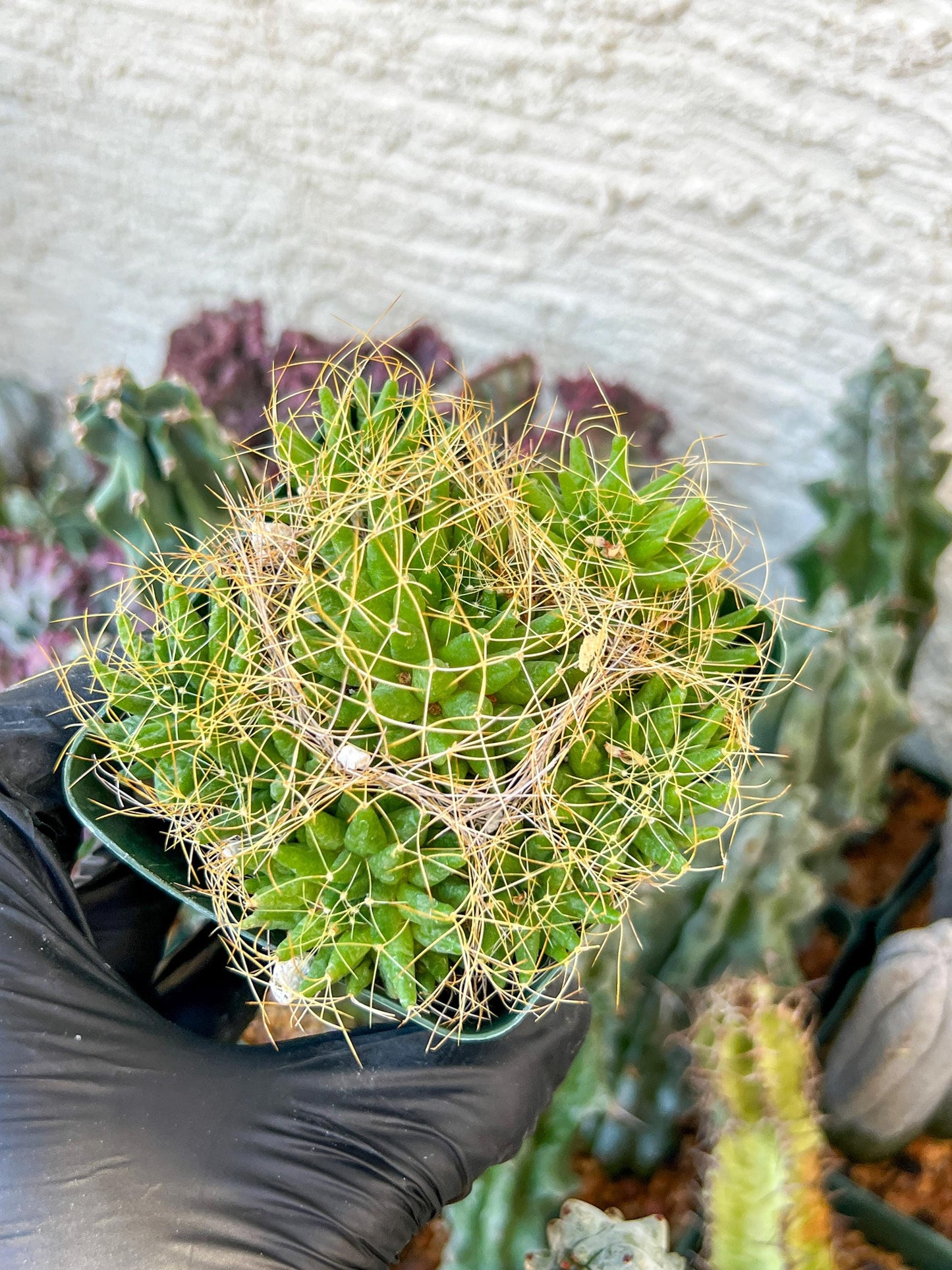 Mammillaria camptotricha var. (C2) (Y6) | 3.5Pot