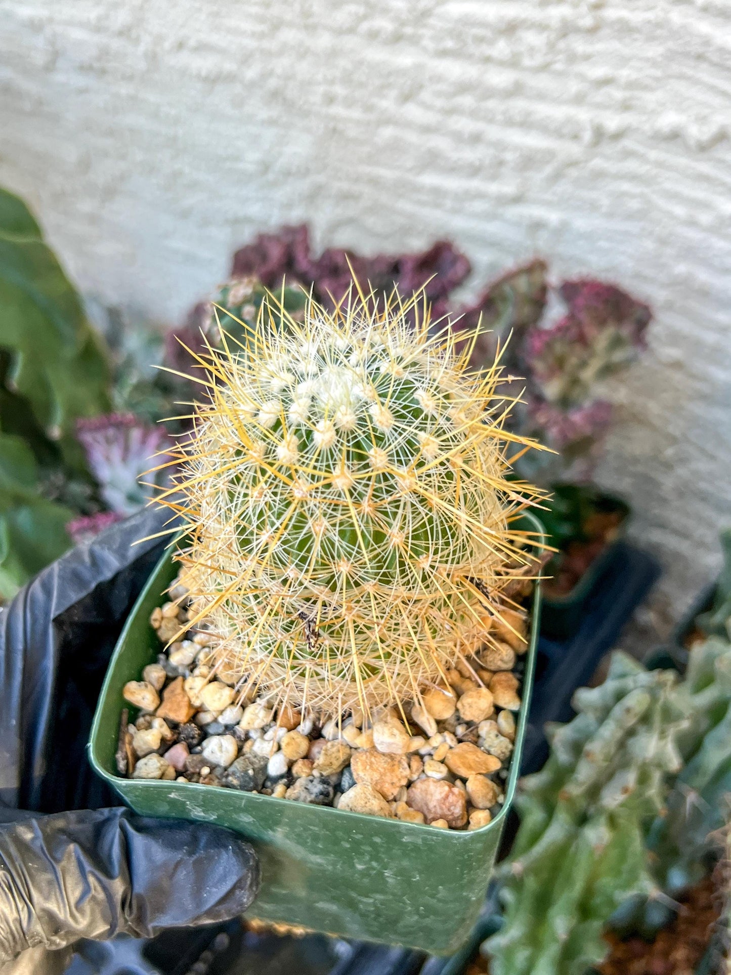 Echinofossulocactus Albatus (C2) (y3) | 3.5Pot