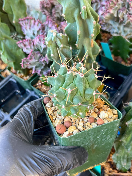 thelocactus Rinconensis (C2) (y2) | 3.5Pot