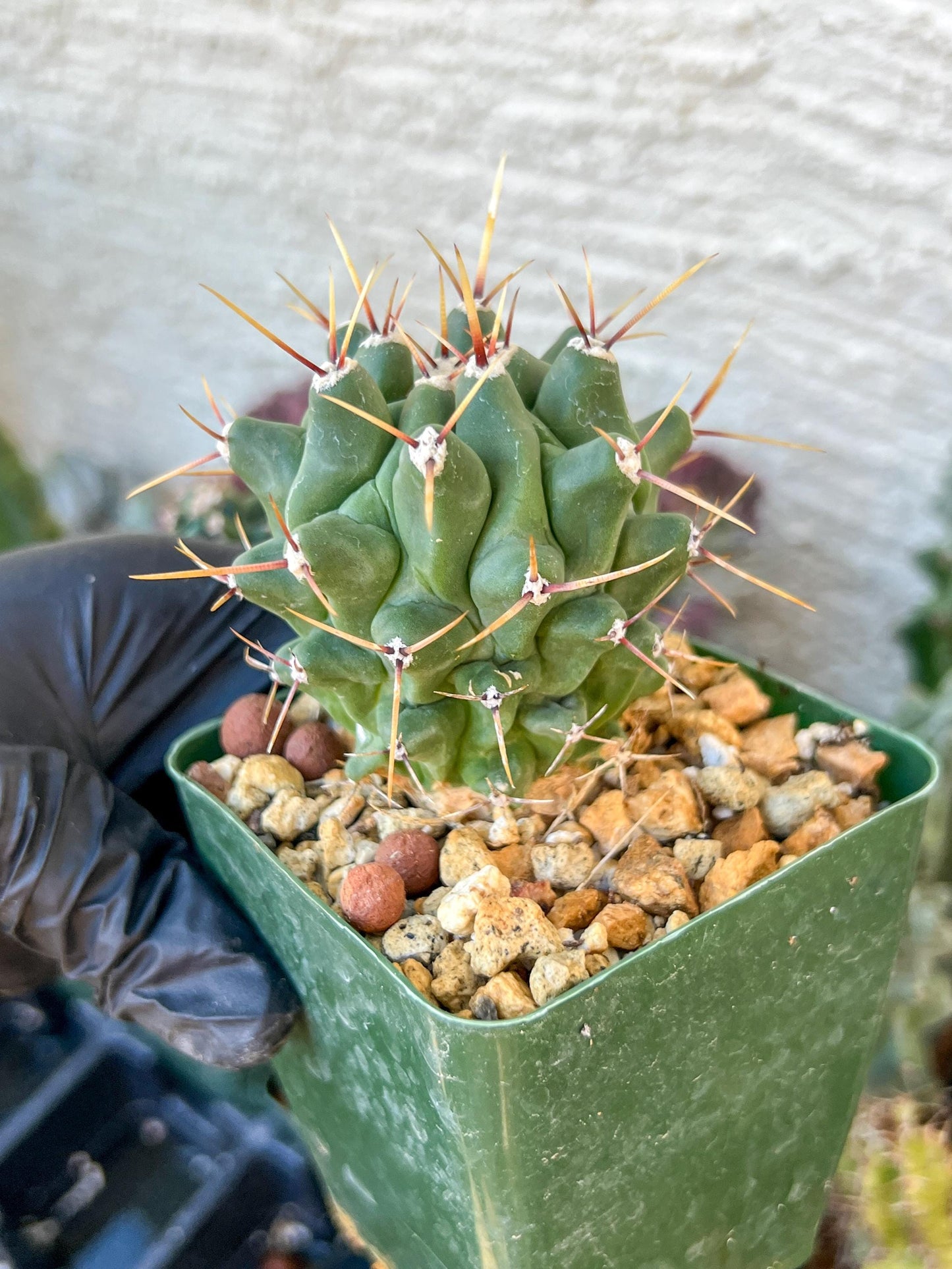 thelocactus Rinconensis (C2) (y2) | 3.5Pot