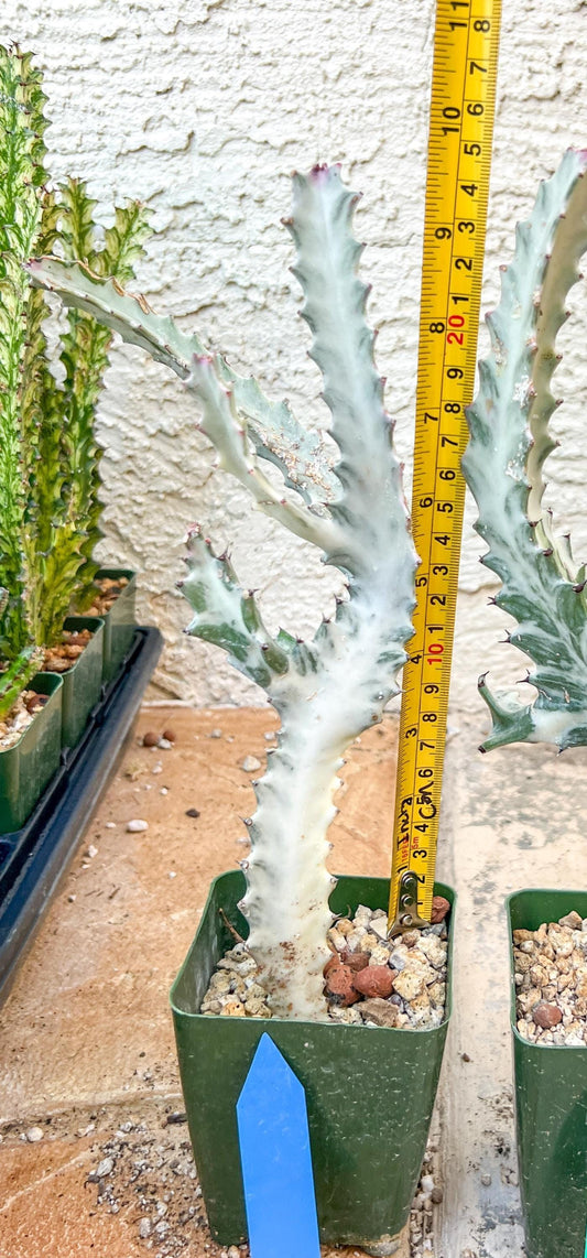 Large Euphorbia Lactea (Blue) | Imported Cactus