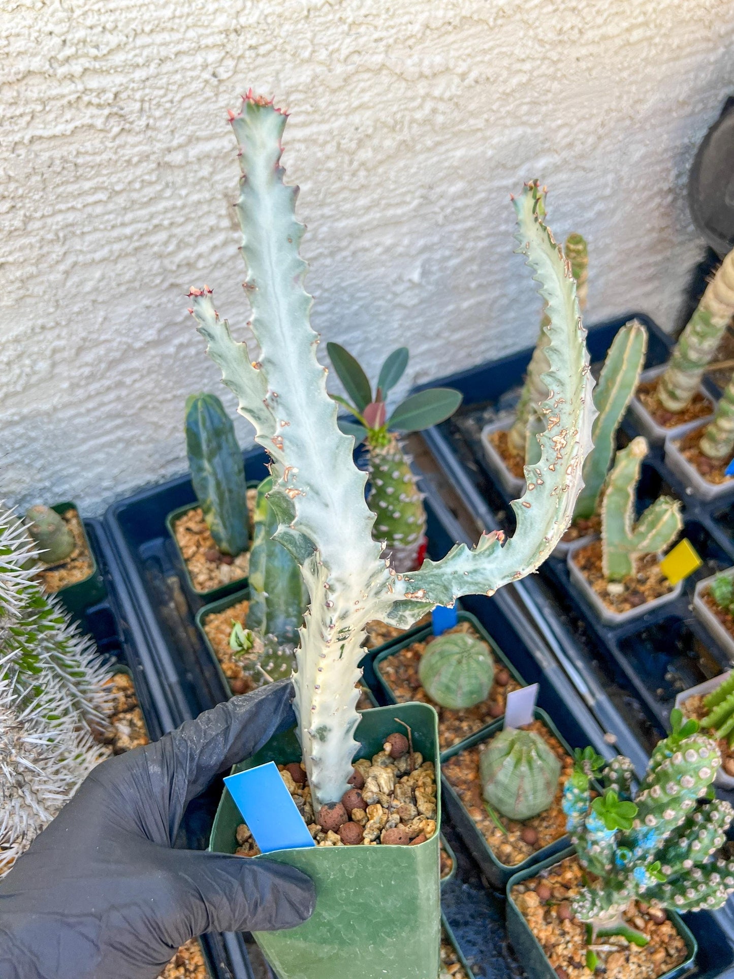 Large Euphorbia Lactea (Blue) | Imported Cactus