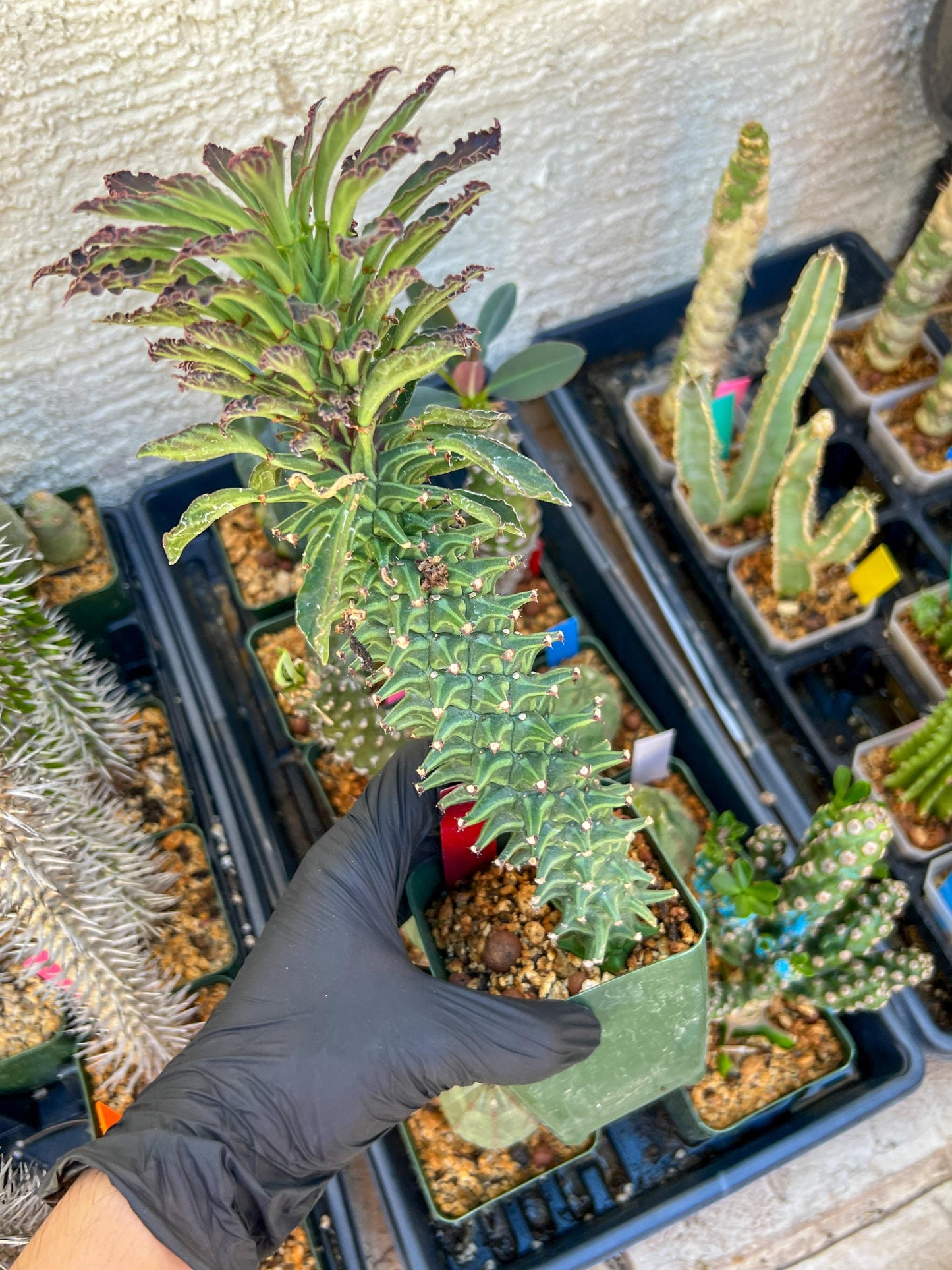 Monadenium Guentheri (xl-red) | Imported Cactus | Rare Succulent