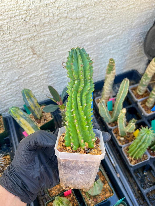 Euphorb Fruticosa Inermis (Blue) | Rare Succulent