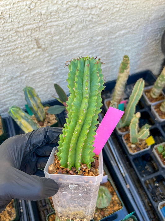 Euphorb Fruticosa Inermis (Pink) | Rare Succulent