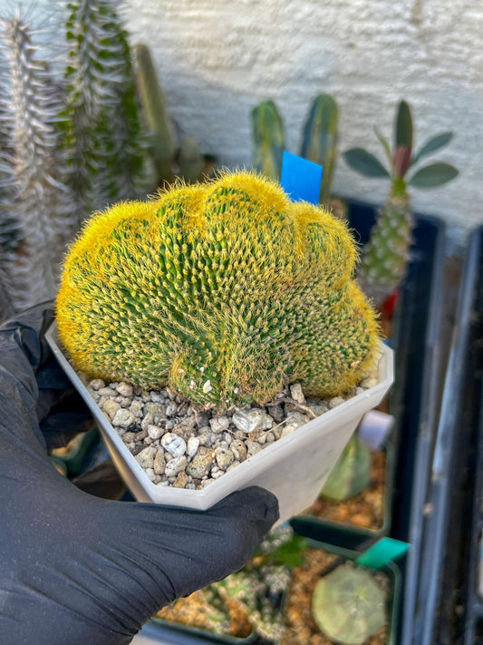 Vatricania guentheri cristata (Blue) | Imported Cactus