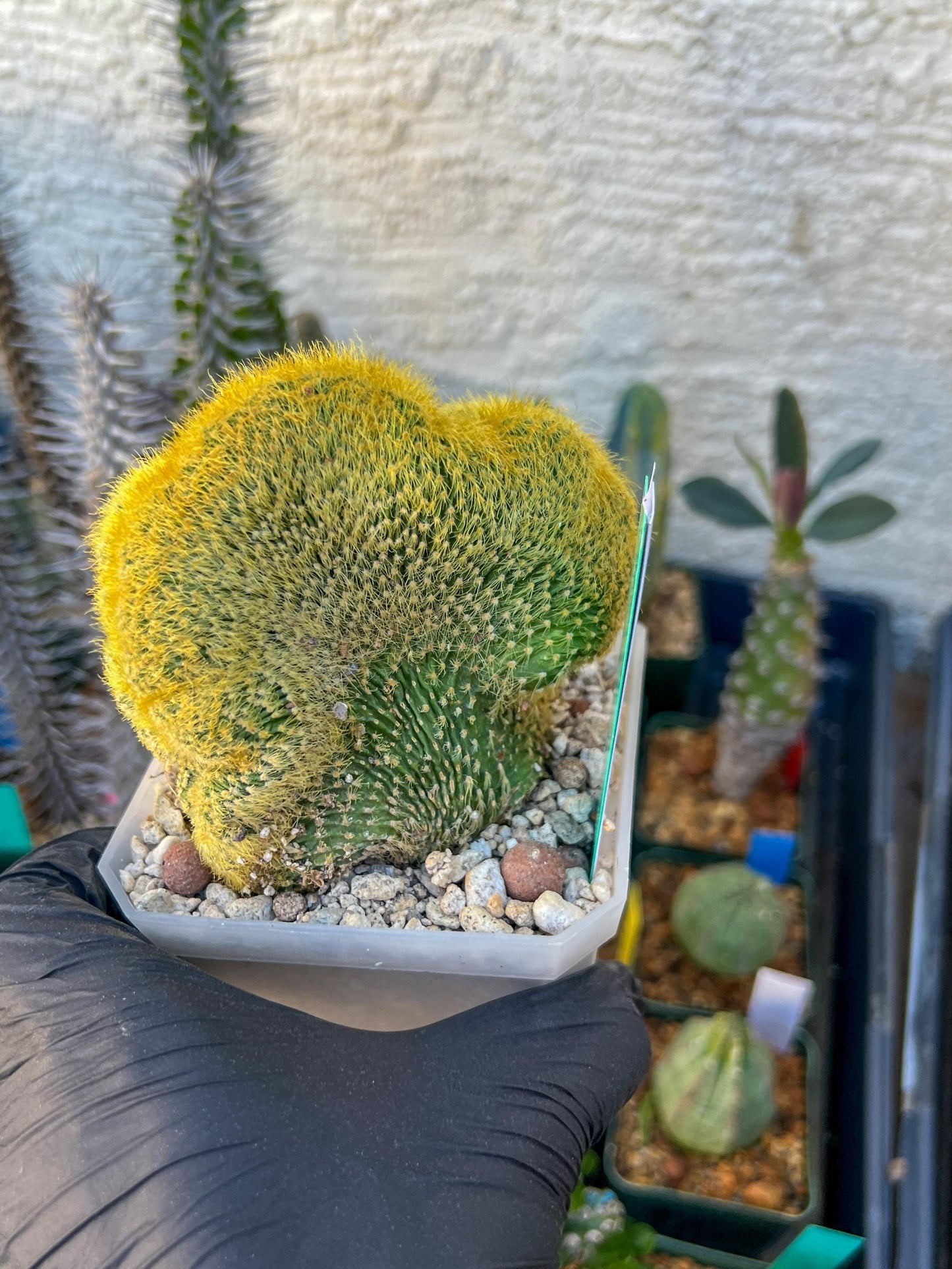 Vatricania guentheri cristata (Green) | Imported Cactus