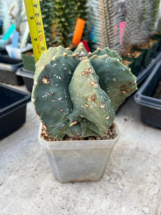 live rare cactus plants (Yellow) | succulents | Sansevieria
