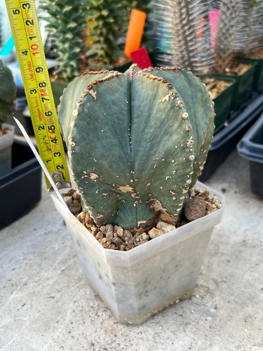 Rare Imported Cactus (White) | Ehciveria | Hoyas | Sansevieria