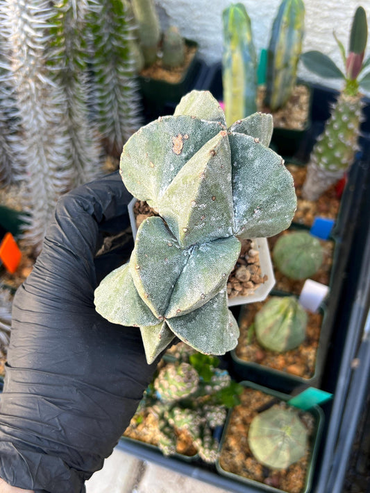 Imported Cactus Cluster | Imported Cactus