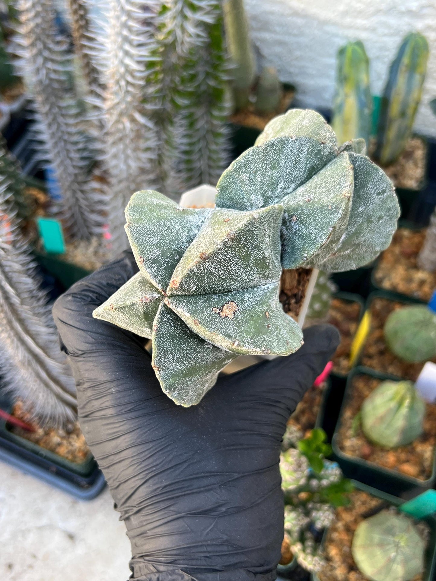 Imported Cactus Cluster | Imported Cactus