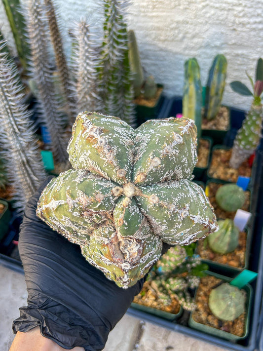 live rare cactus plants (Blue) | succulents | Sansevieria