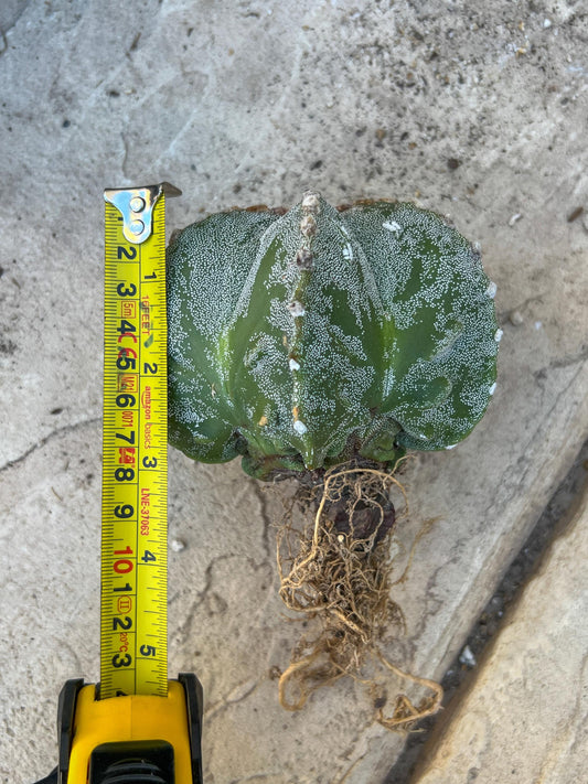 Astrophytum Medium size (Pink) | Imported Cactus