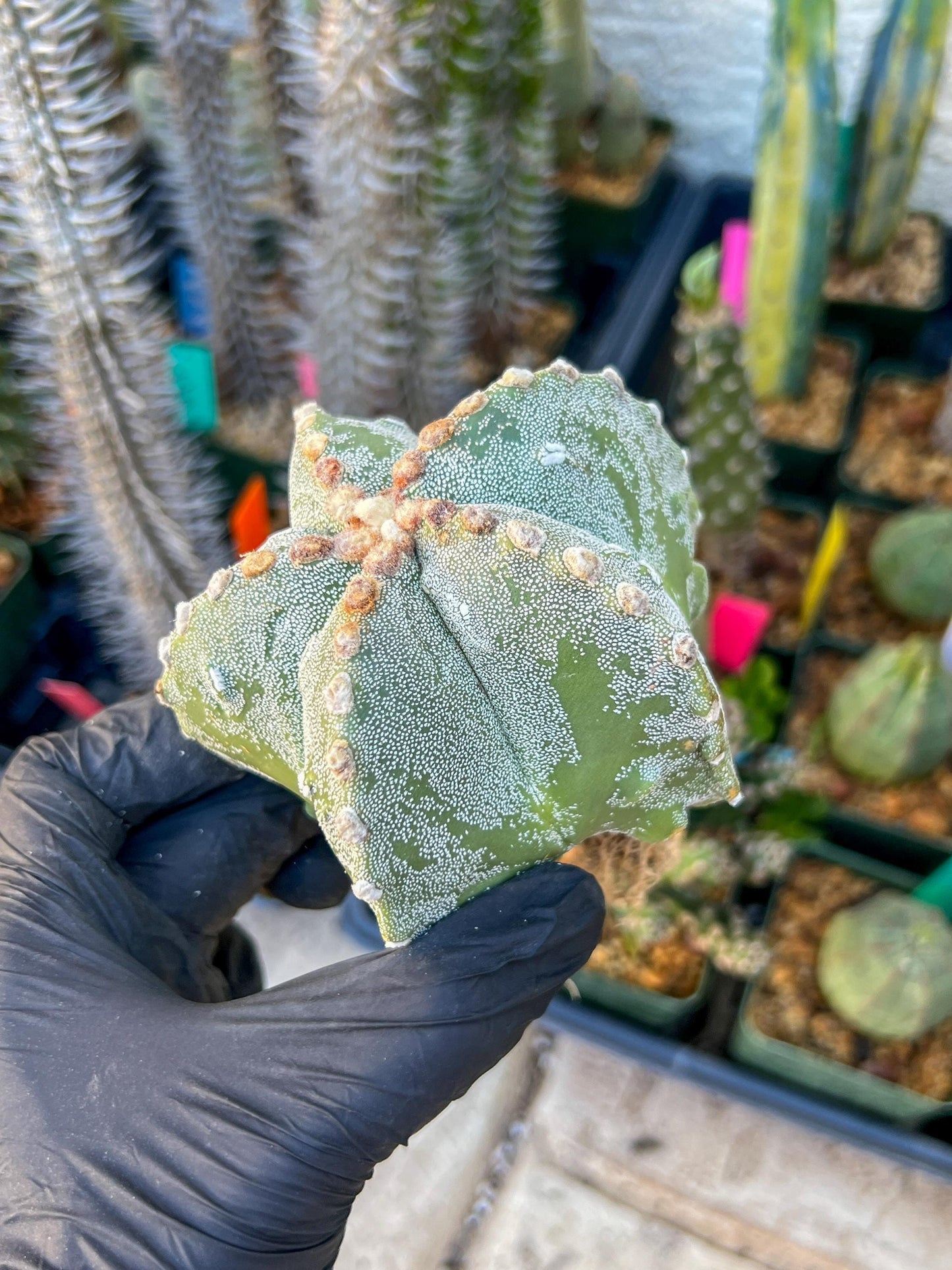 live rare cactus plants (Pink) | succulents | Sansevieria