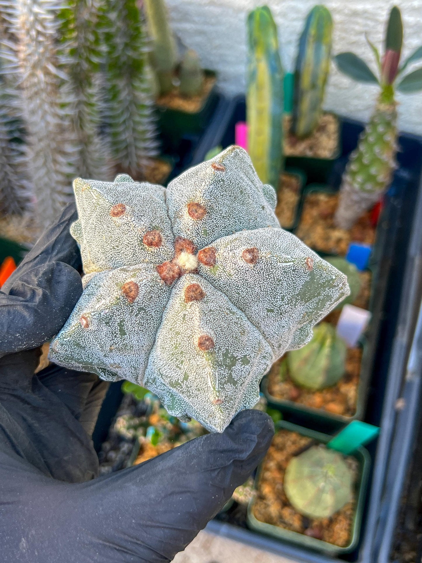 Astrophytum Medium size (Yellow) | Imported Cactus