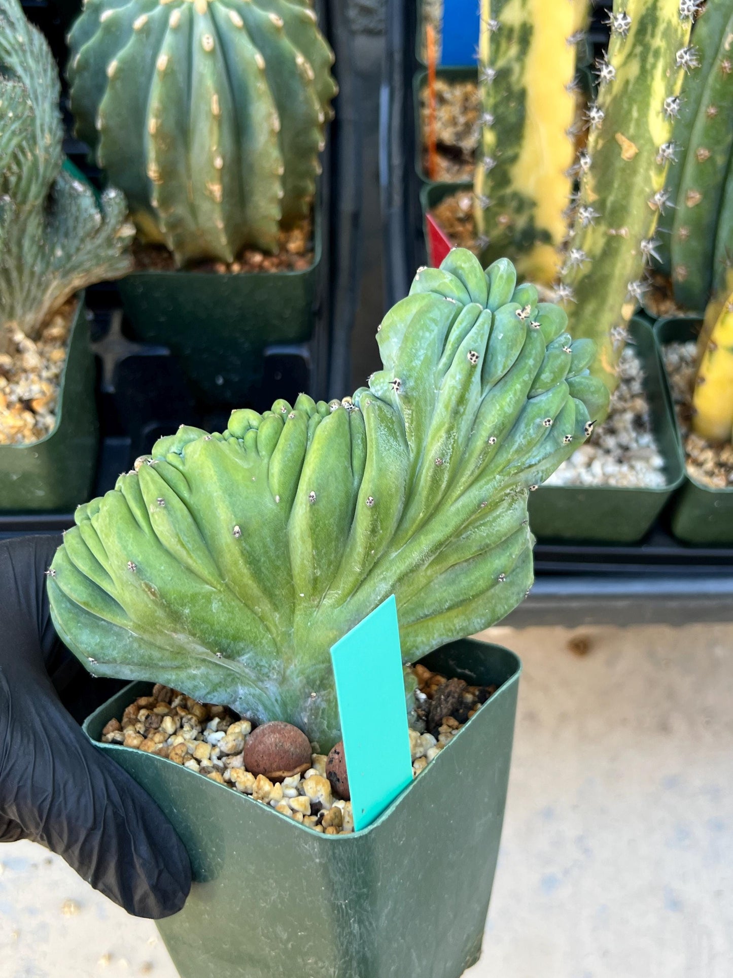 Myrtillocactus Geometrizans Crested (Green) | Imported Cactus