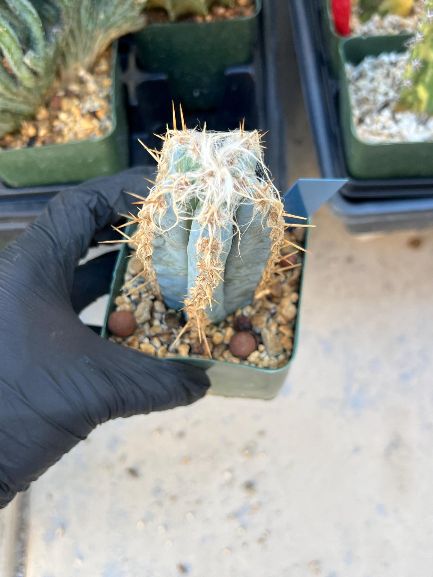 Pilosocereus Pachycladus (White) | Imported Plants