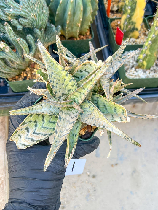 Aloe Candy Cane Plant (#1~2) | Color change Seasonally | 3.5" Pot