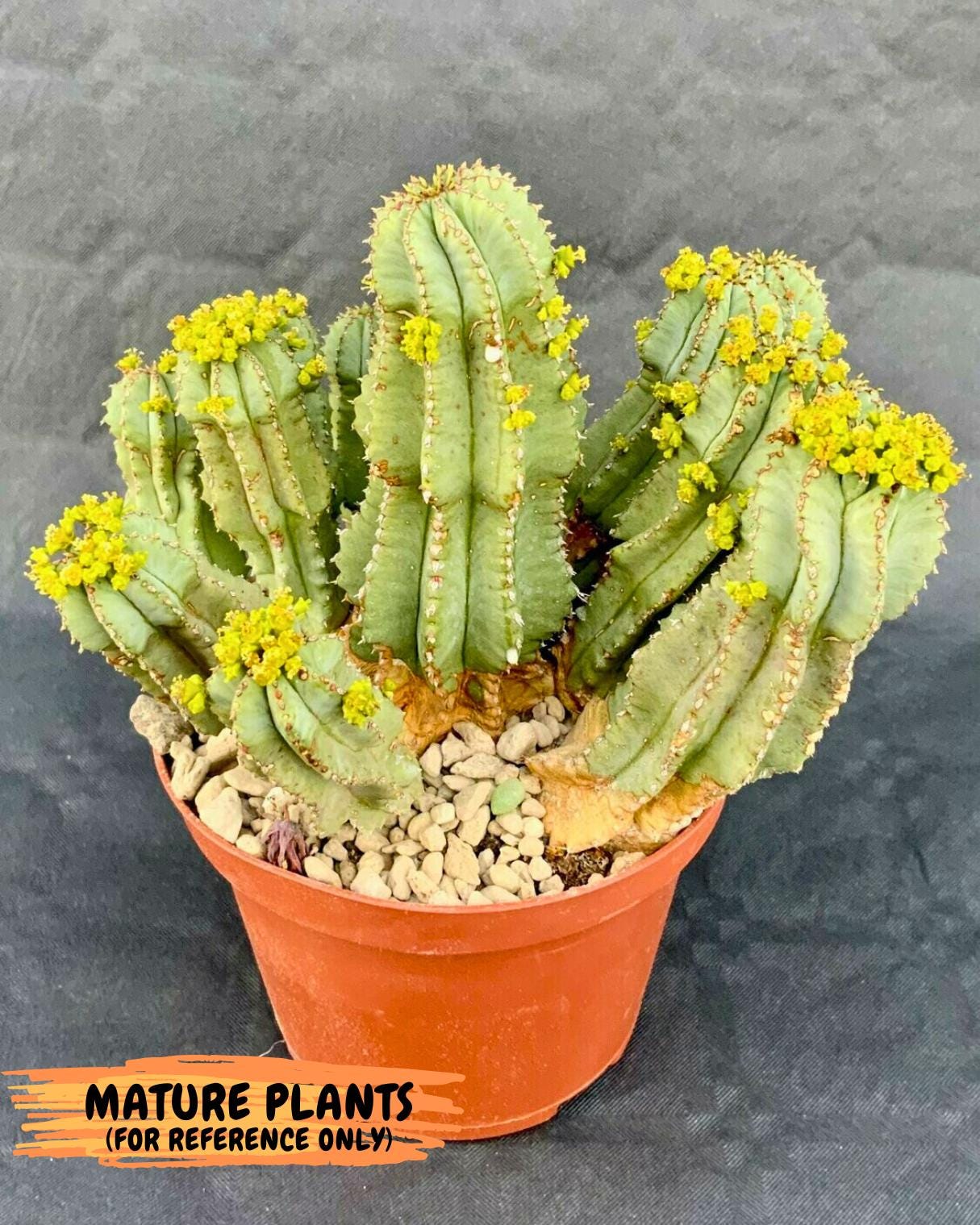 Euphorb Fruticosa Inermis (Blue) | Rare Succulent