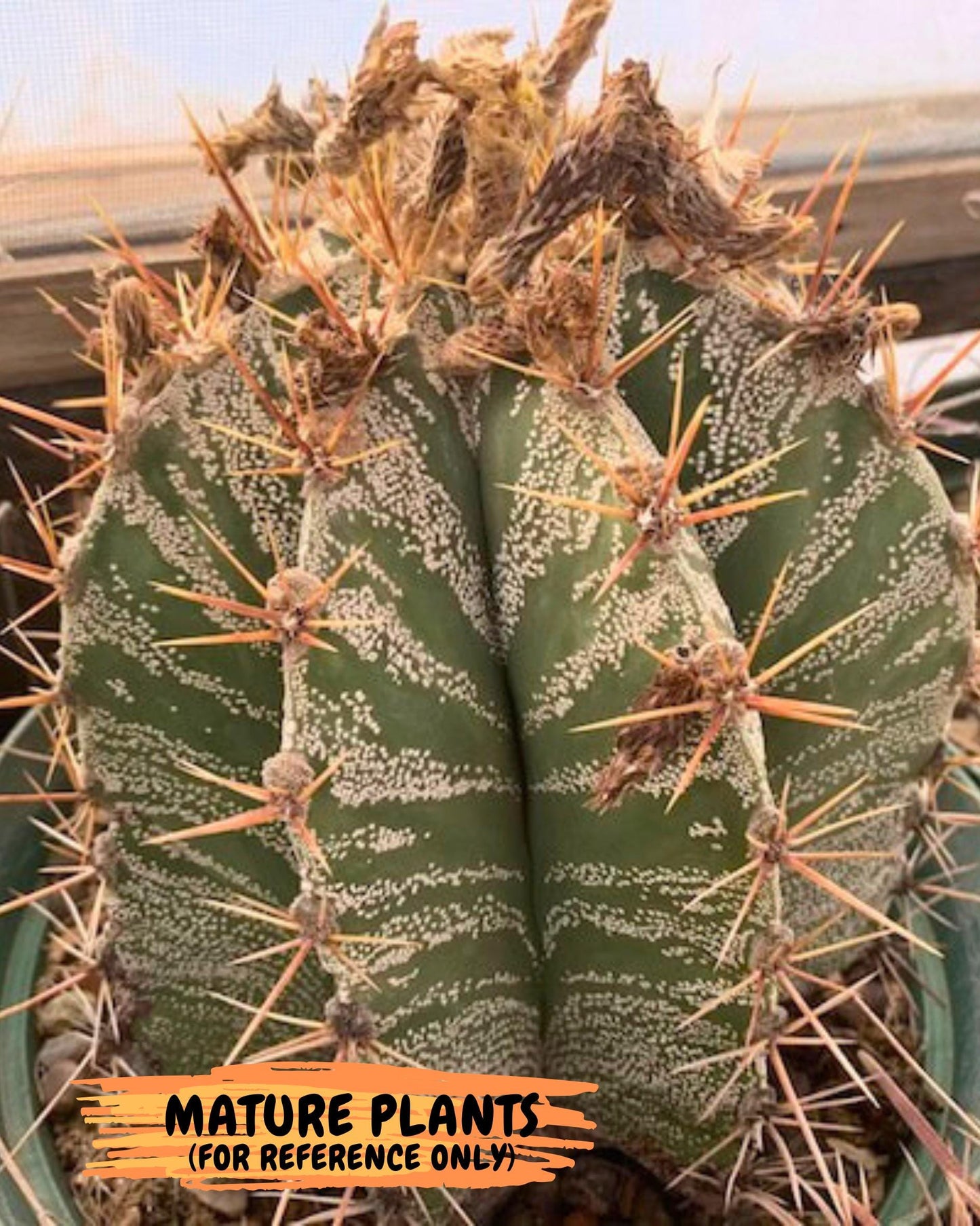 Large Ornatum Cactus (Blue) | Imported Cactus