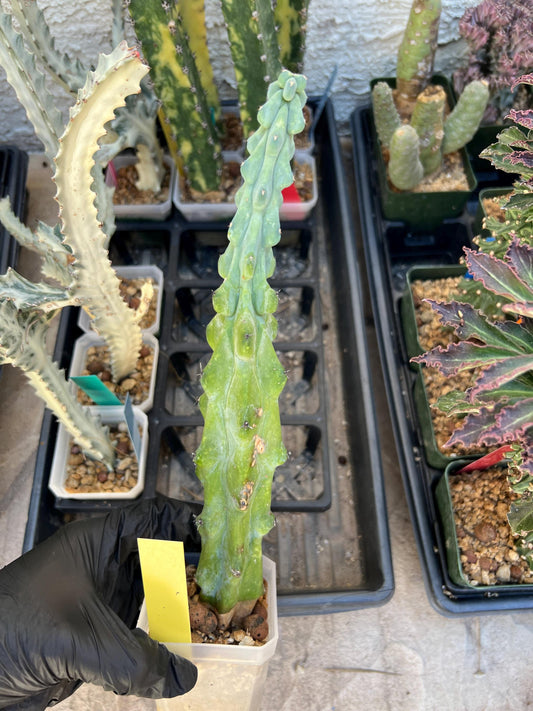 Boobie Cactus (XLYellow) | Myrtillocactus geometrizans