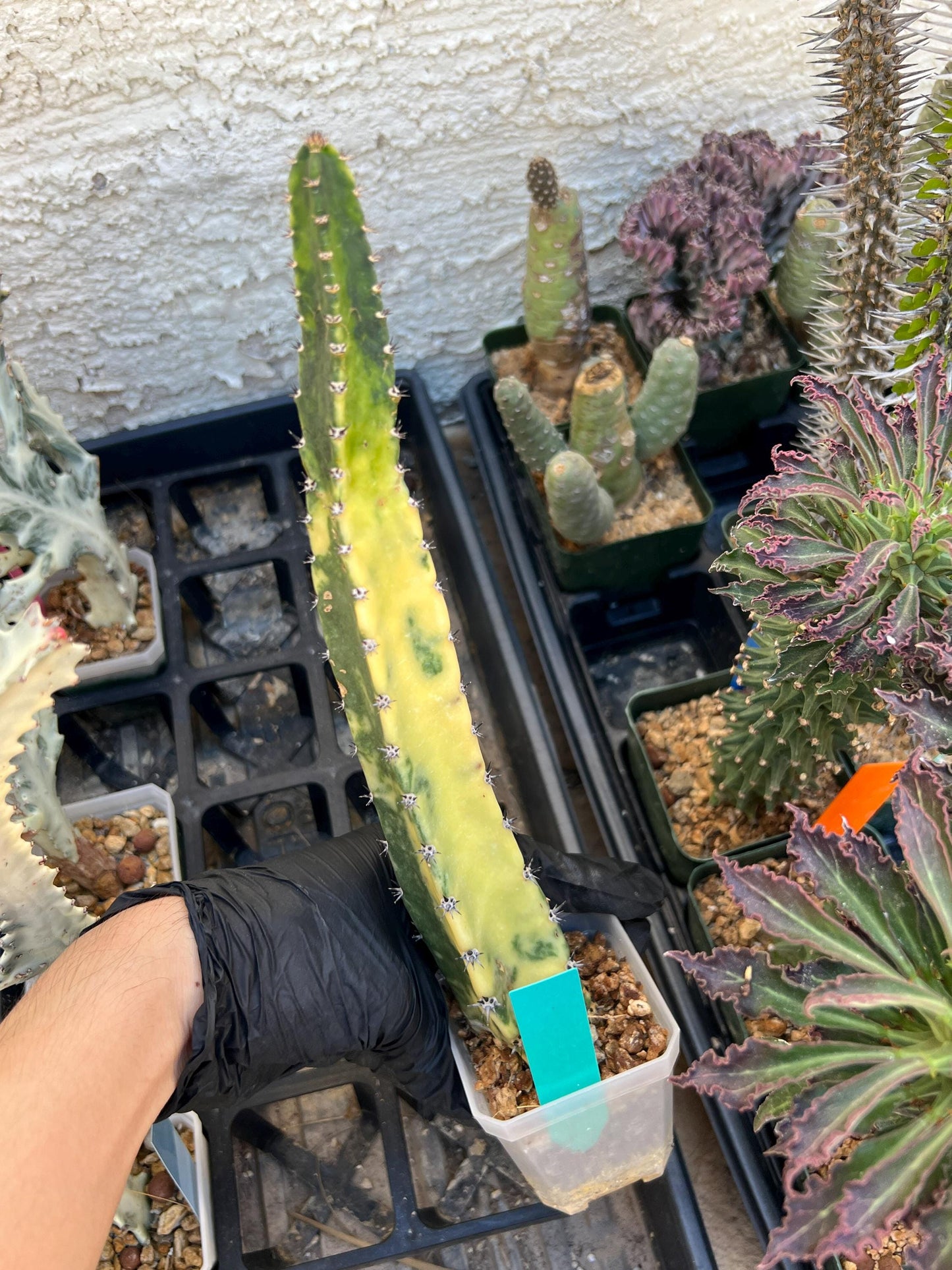 Harrisia Jusbertii Variegated (Green) | Imported Cactus