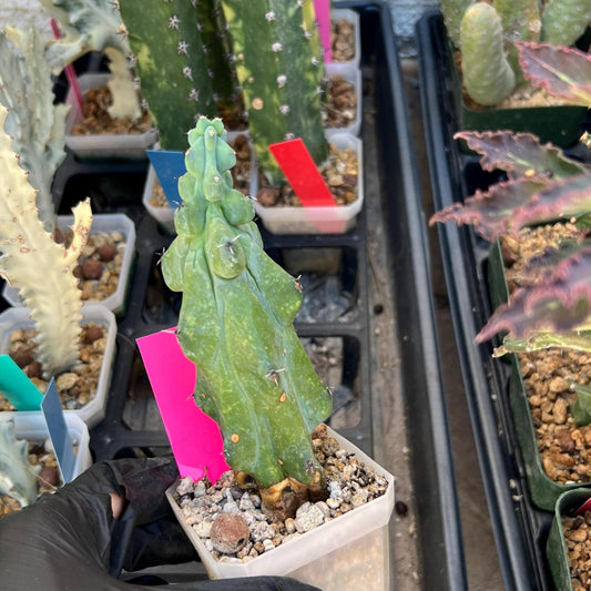Myrtillocactus geometrizans fukurokuryuzinboku | Boobie Cactus (Pink)