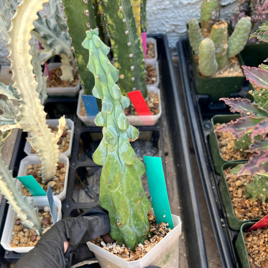 Boobie Cactus (Green) | Myrtillocactus geometrizans