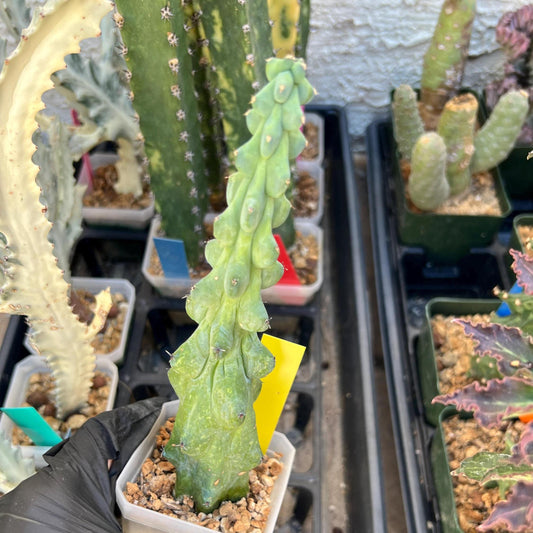 Boobie Cactus (SMYellow) | Myrtillocactus geometrizans