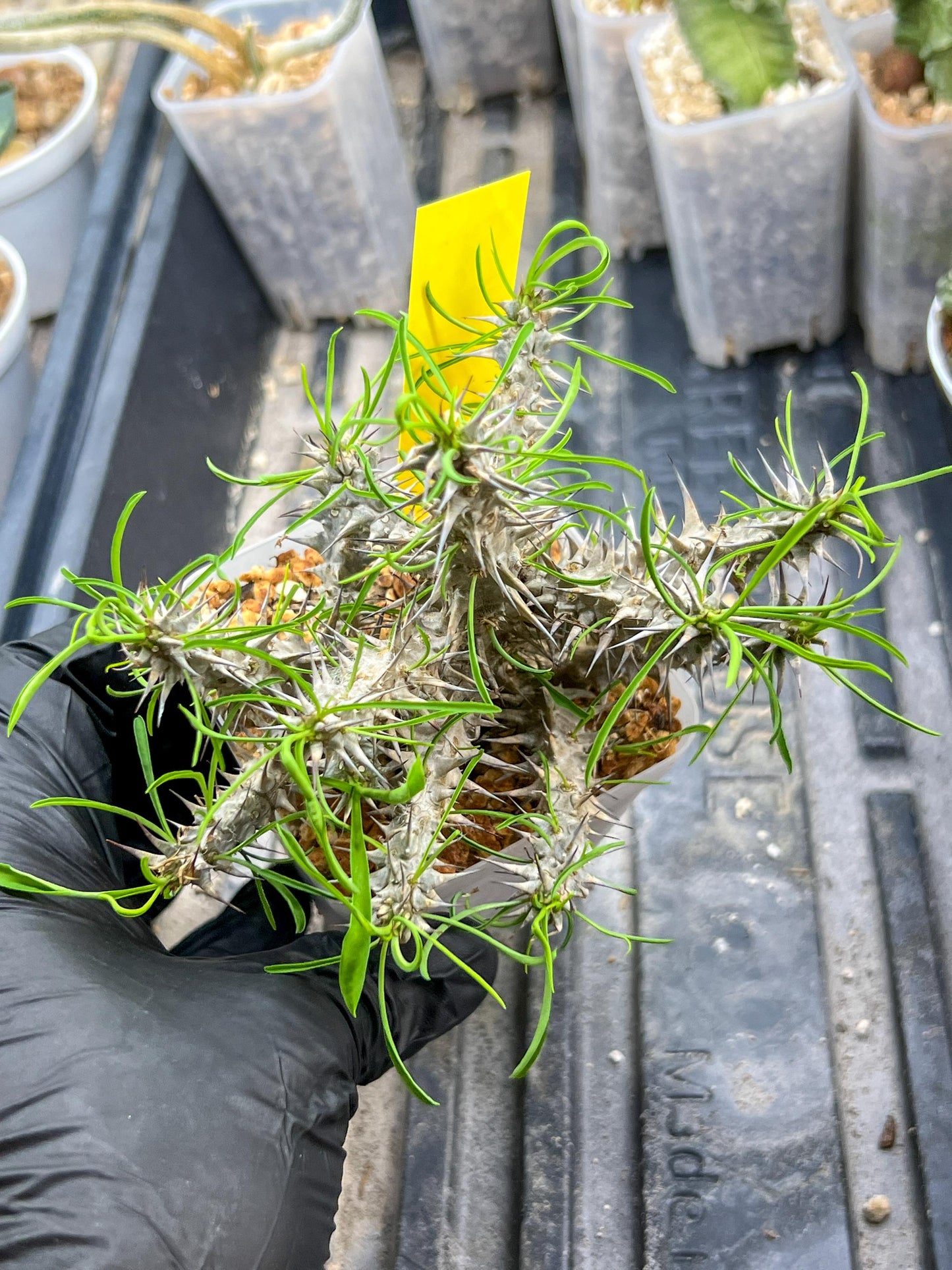 Euphorb Genoudiana (P-Y) | imported Plants | 2.5Inch Pot