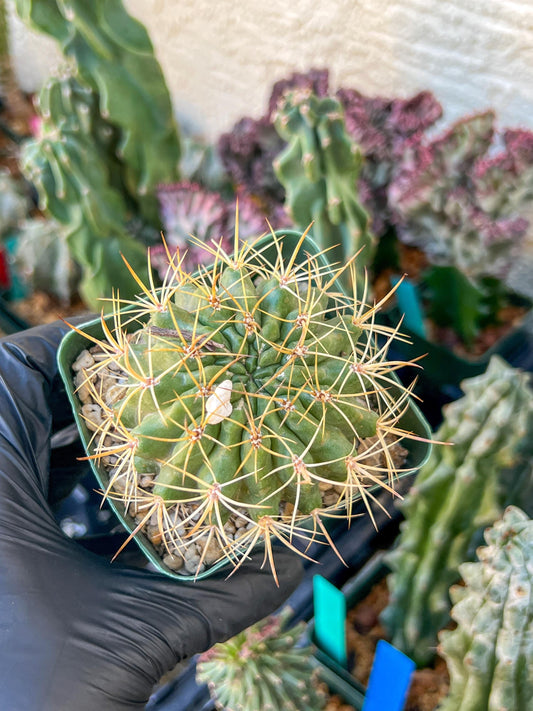 Cactus Eriosyce Engieri | (C1) (O13) | 3.5Pot