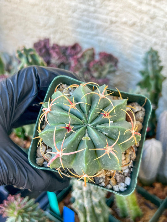 Big Forecactus Macrodiscus | (C1) (O13) | 3.5Pot