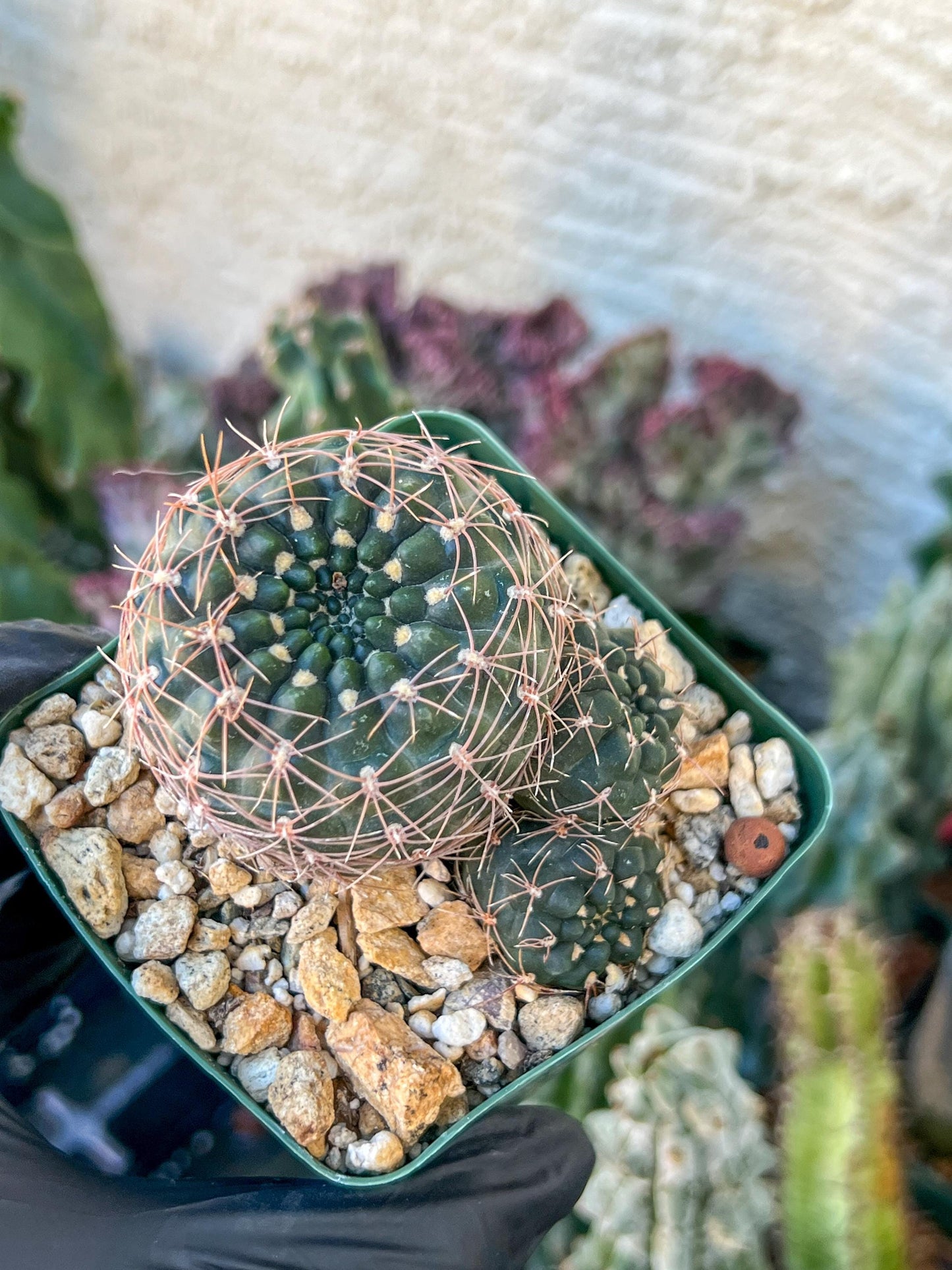 Gymnocalycium Carolinense | (C1) (O15) | 3.5Pot