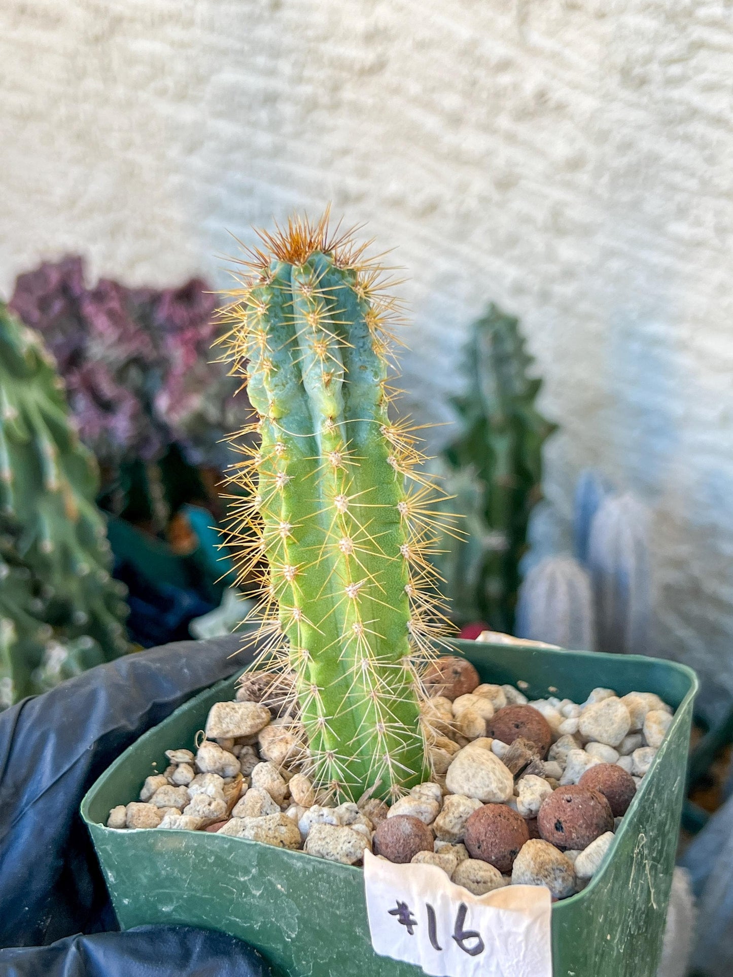 Brazilian Blue Cactus | (C1) (O16) | 3.5Pot