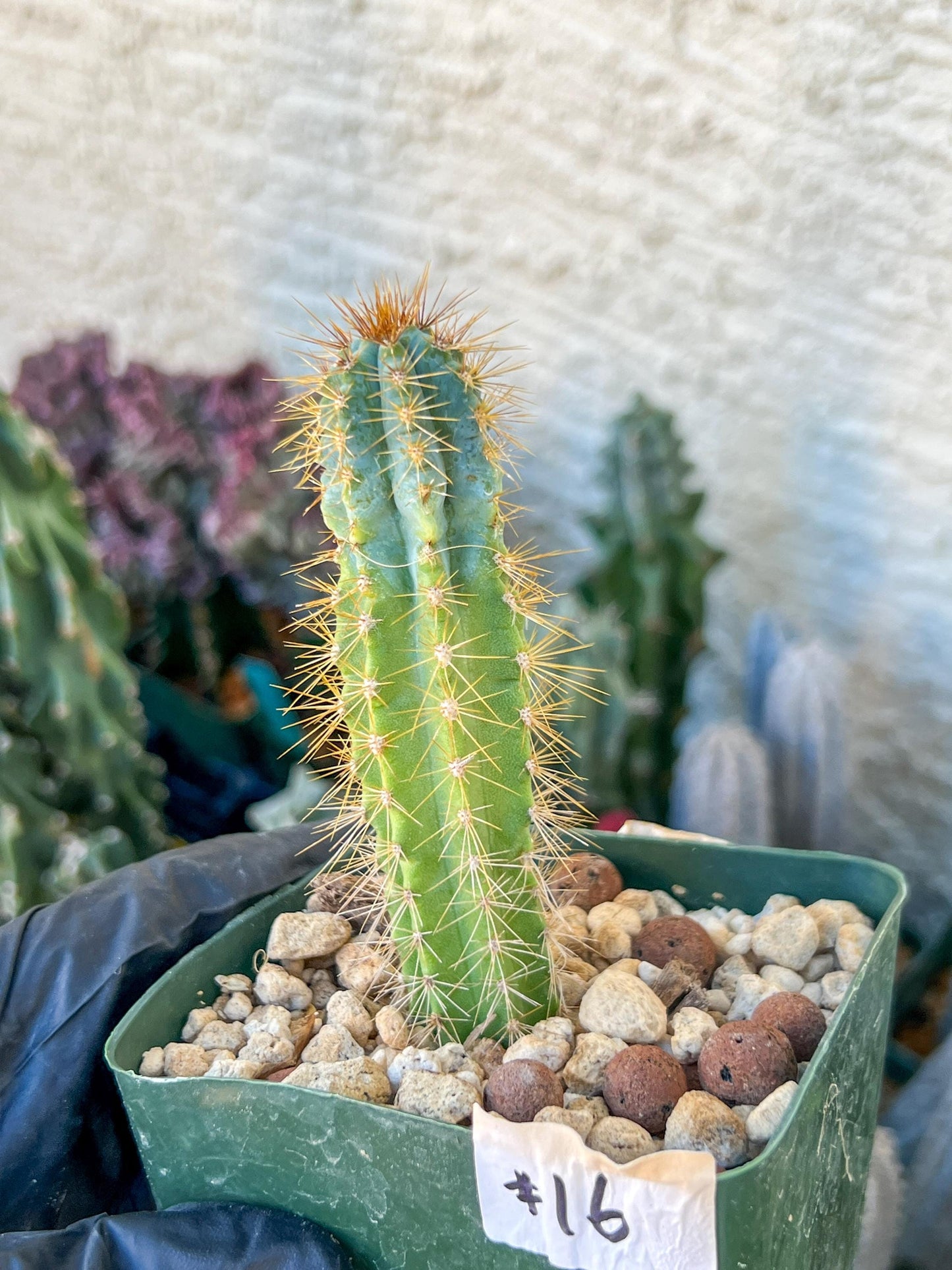 Brazilian Blue Cactus | (C1) (O16) | 3.5Pot
