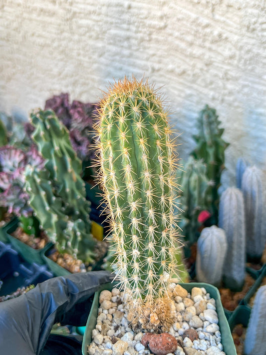 Xique Xique Gounellei Cactus | (C1) (O17) | 3.5Pot