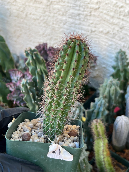 Big Mammillaria Fraileana Cactus Plan | (C1) (O18) | 3.5Pot