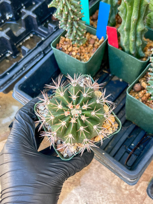 Melocactus violaceus no cephalium | (C1) (P7) | 3.5Pot