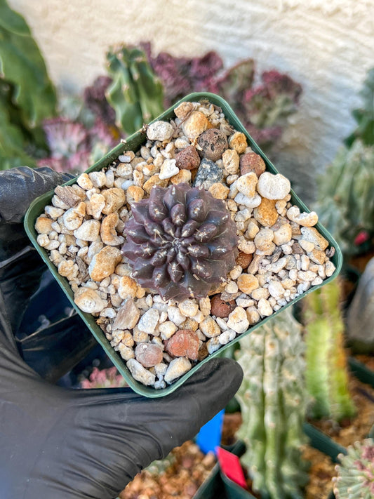 Neochilenia Setosiflora | (C1) (P8) | Around 1.5Inch Wide