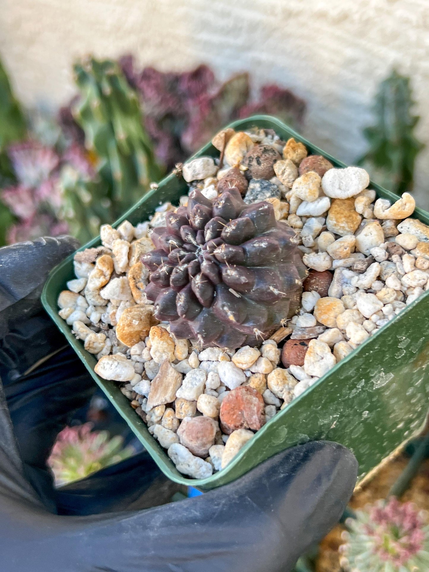 Neochilenia Setosiflora | (C1) (P8) | Around 1.5Inch Wide