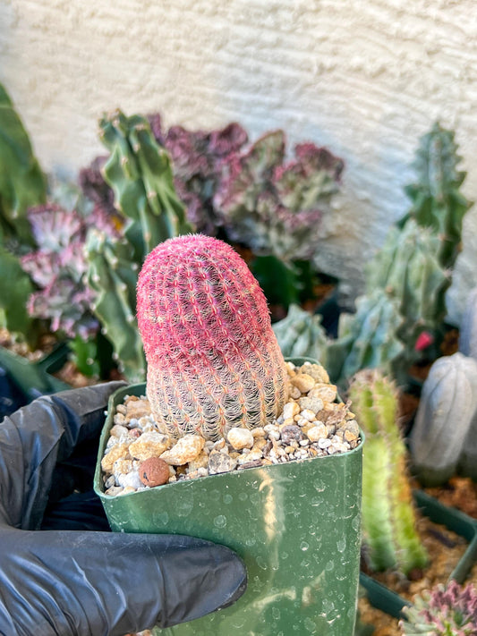 Raibow Hedgehog Cactus | (C1) (P10) | 3.5Pot