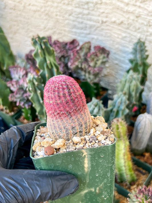 Raibow Hedgehog Cactus | (C1) (P10) | 3.5Pot