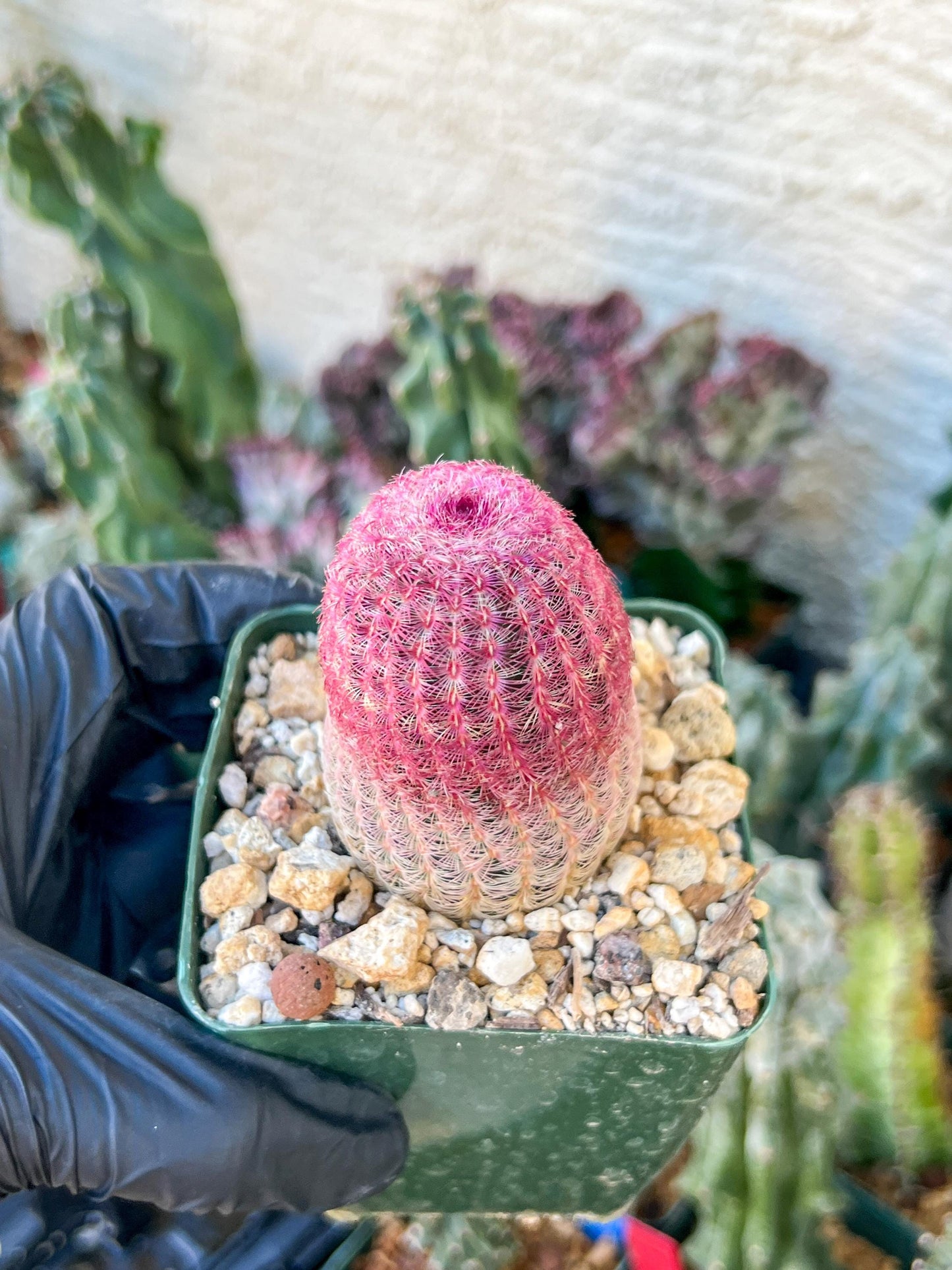 Raibow Hedgehog Cactus | (C1) (P10) | 3.5Pot