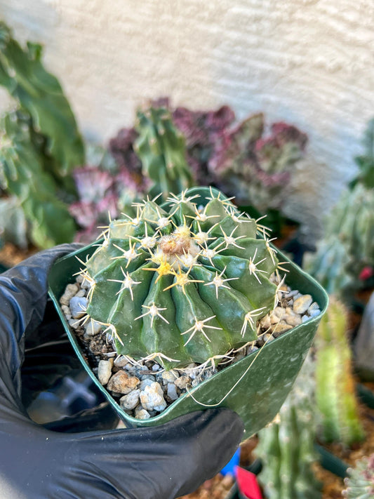 Wiggins pau areolatus | (C1) (P11) | 3.5Pot