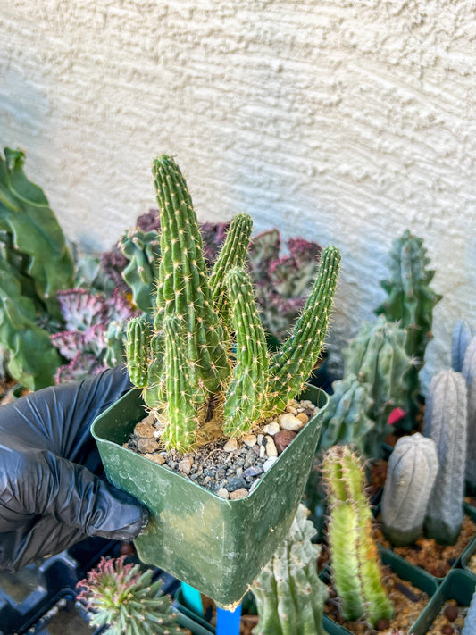 Lobivia Echinopsis Maximiliana Charazanensis | (C1) (P12) | 3.5Pot