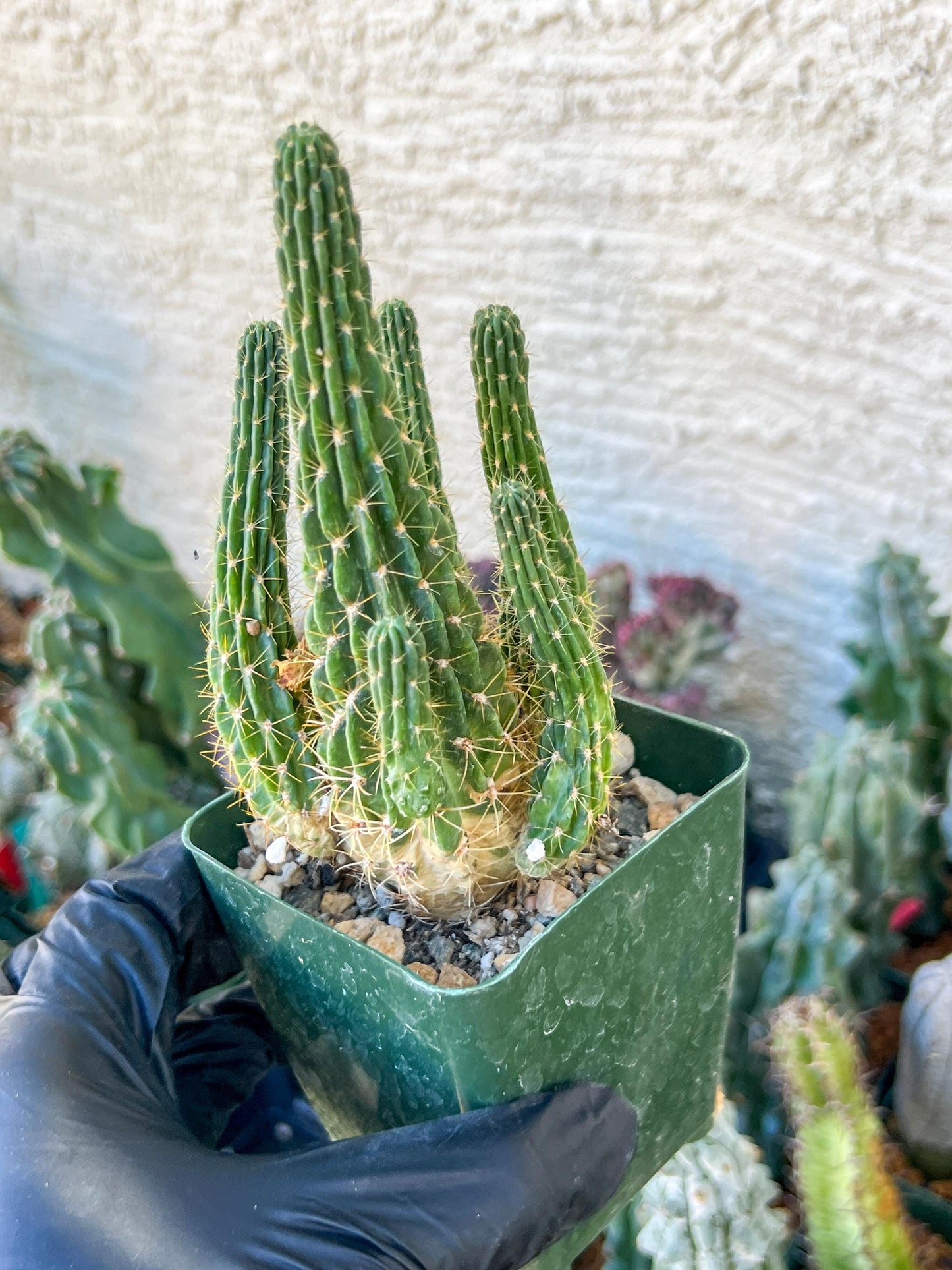 Lobivia Echinopsis Maximiliana Charazanensis | (C1) (P12) | 3.5Pot