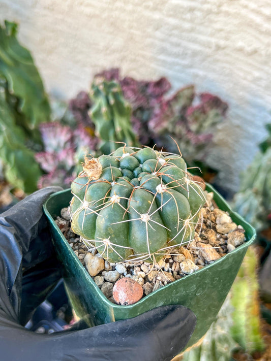 Big Melocactus violaceus no cephalium | (C1) (Y1) | 3.5Pot
