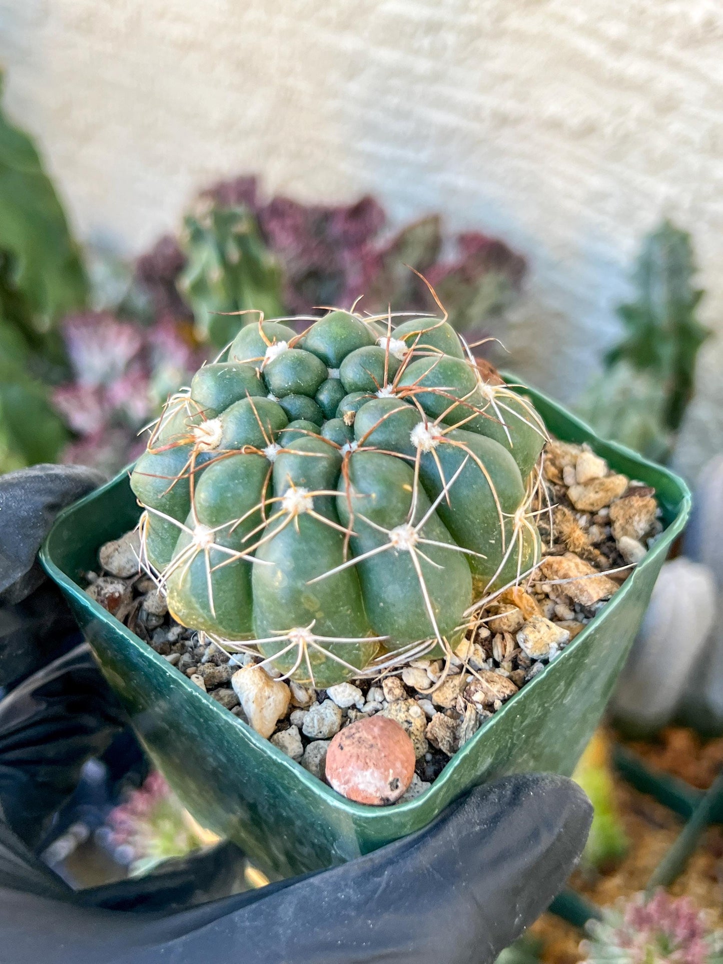 Big Melocactus violaceus no cephalium | (C1) (Y1) | 3.5Pot
